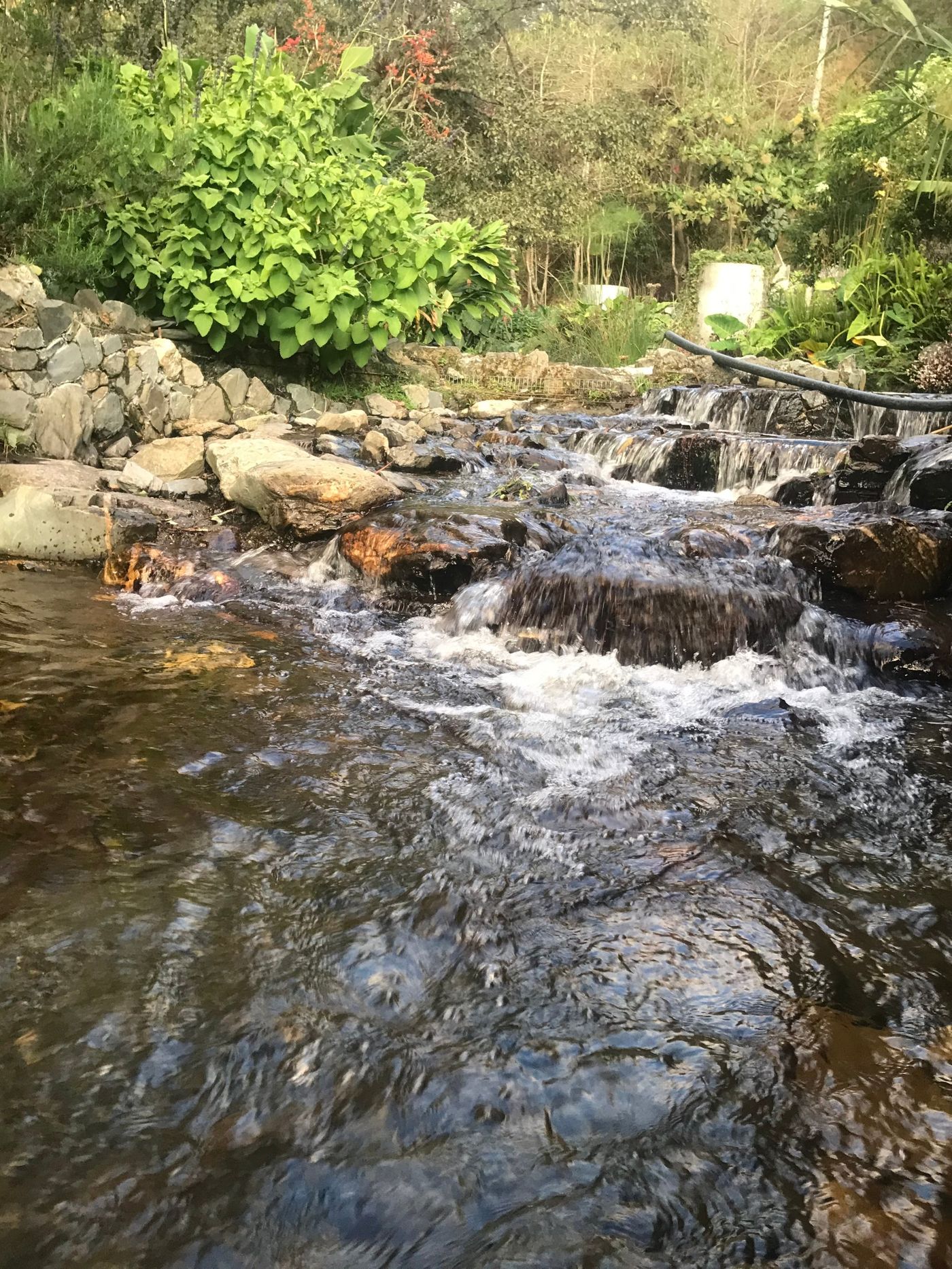 Agua corriendo entre rocas y plantas en el jardín